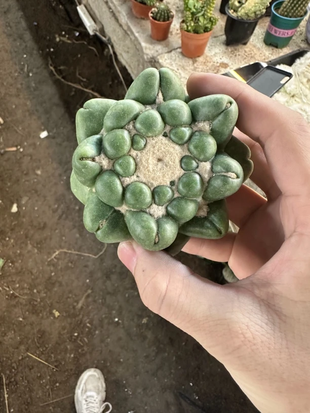 仙人球直播综合链接蜘蛛眼无刺象牙