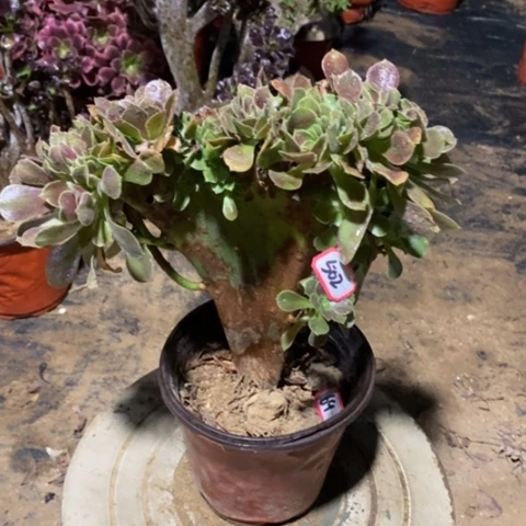 玫瑰缀化一物一拍