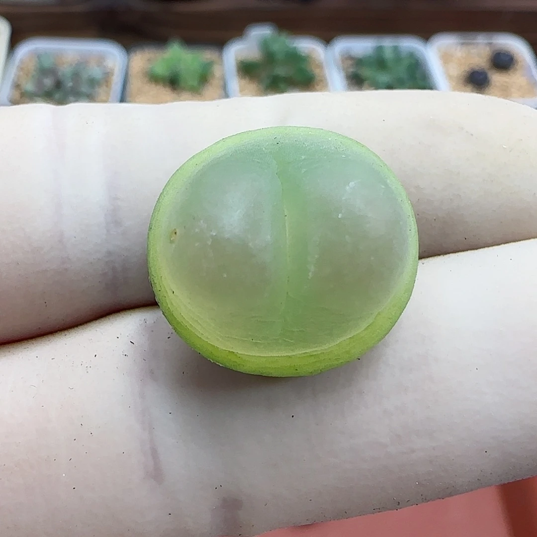 498日系大红拉登