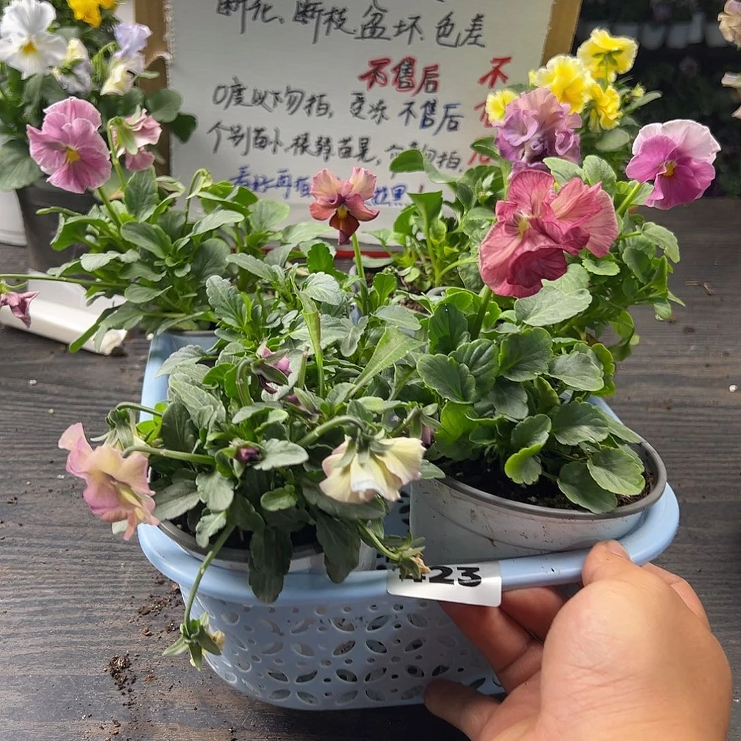 大部分花苞少量开放423号
