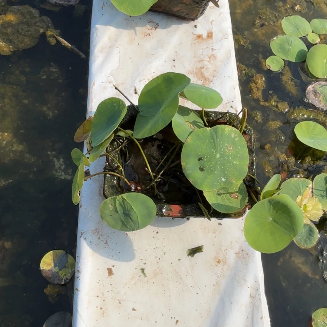 庾***见完全开放青绿成品540