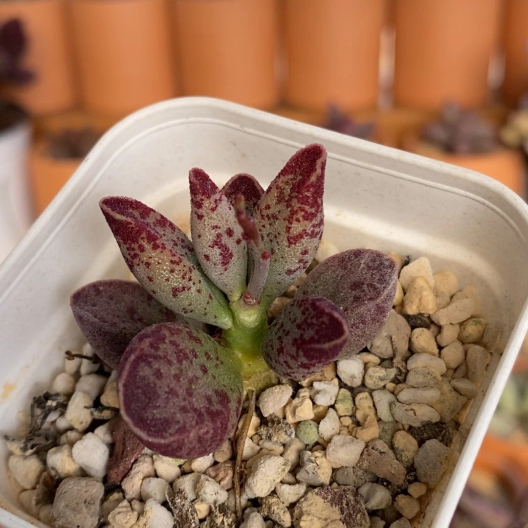 【闪购商品】花斑鹿水泡