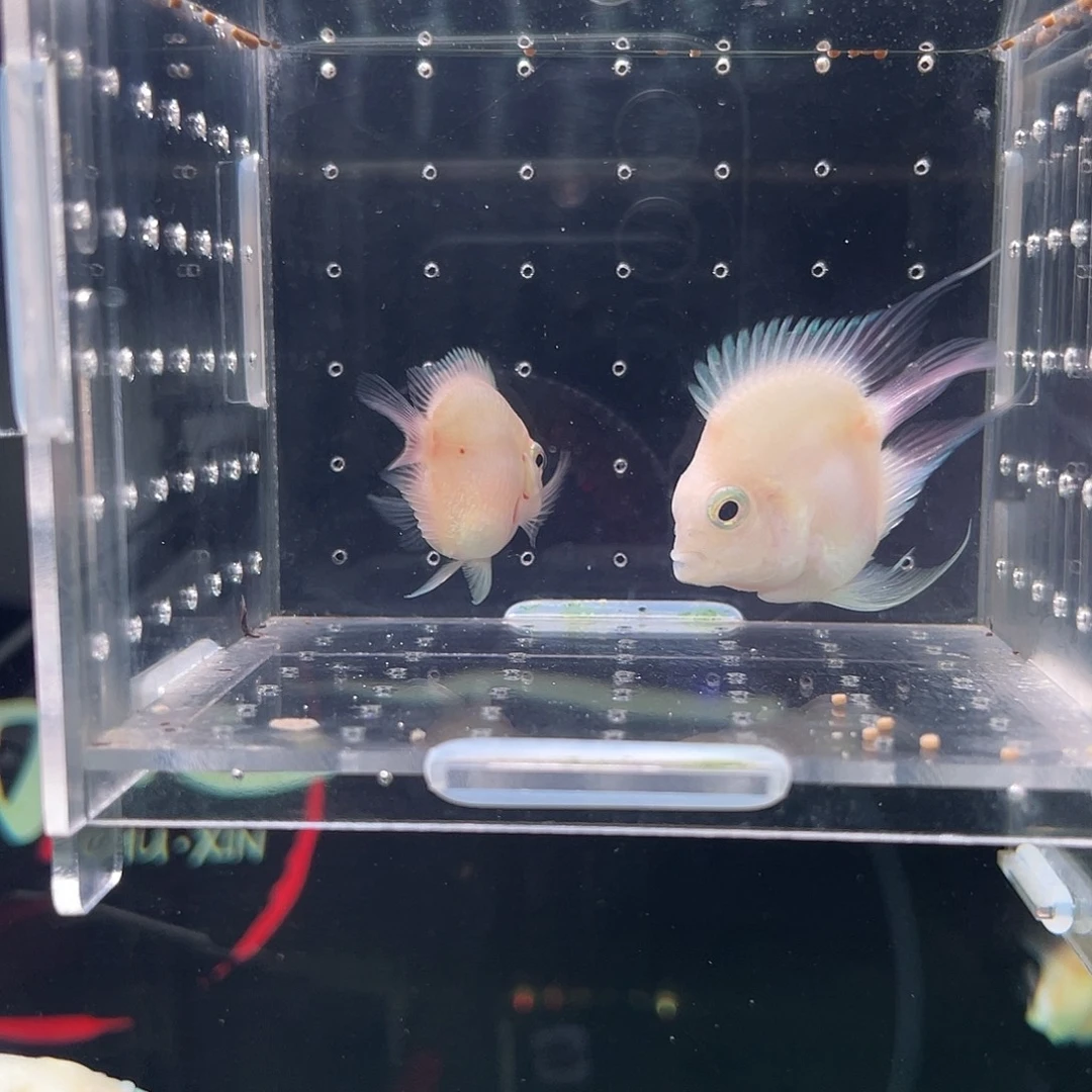 海水鱼热带淡水鱼桃心迷你鹦鹉胭脂粉