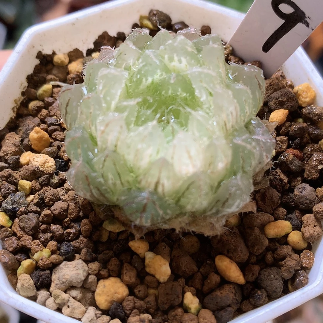 糊斑翠云玉露锦带盆土发货