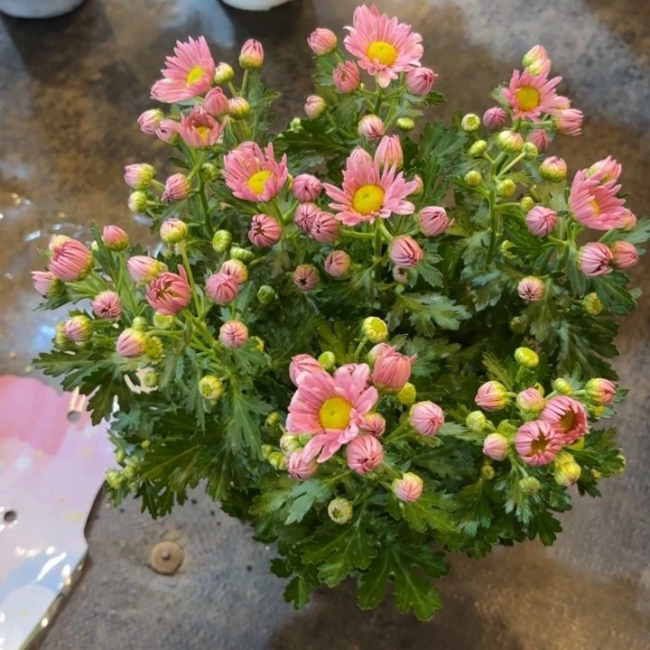 原盆原土｜彭巴粉