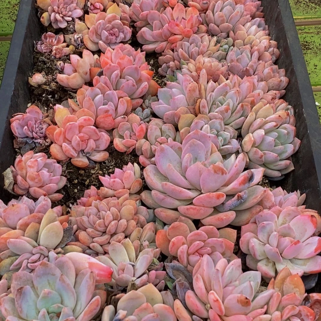 269脱土发货多肉