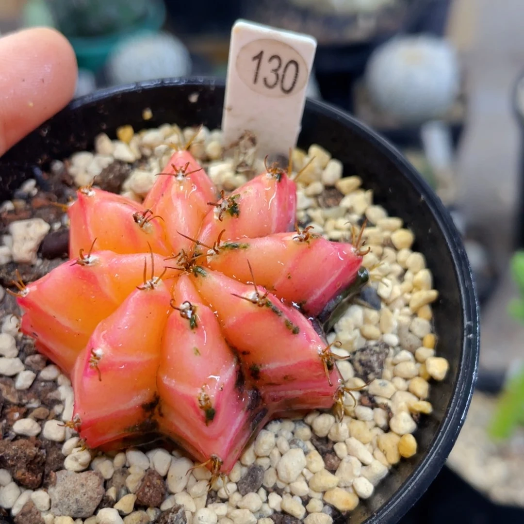 半仙盆5公分满25包邮裸根发货