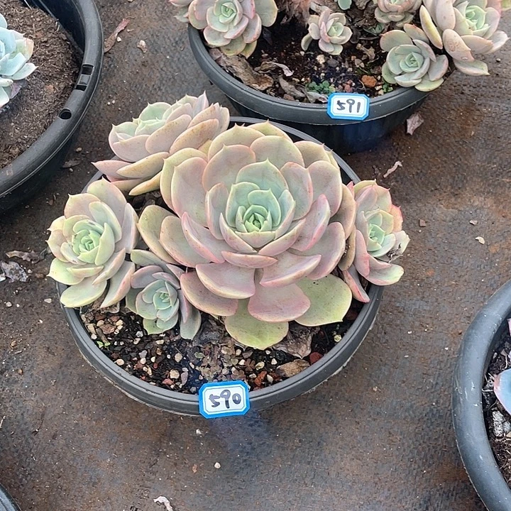 591-592两颗 苍鹭 一物一拍多肉