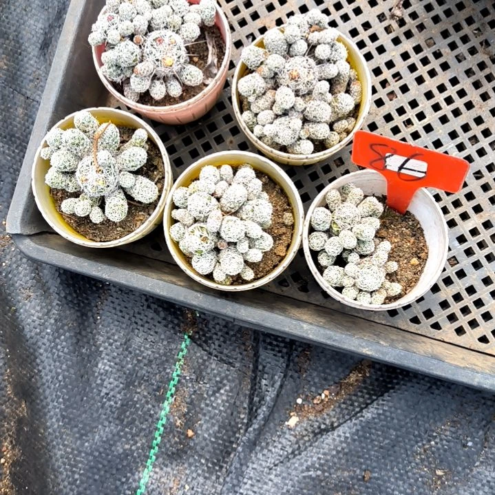 好***生86号白鸟老庄五盆坏了不找