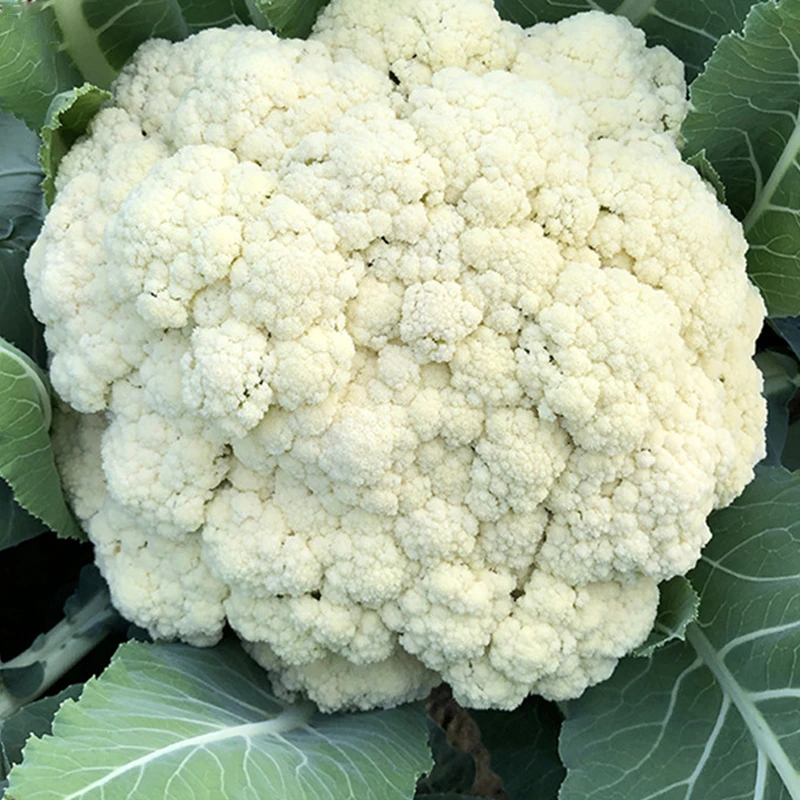 有机松花菜种子白色花菜种籽花椰菜高产易种
