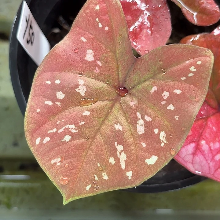 地***饼50-0213彩叶芋广东现货