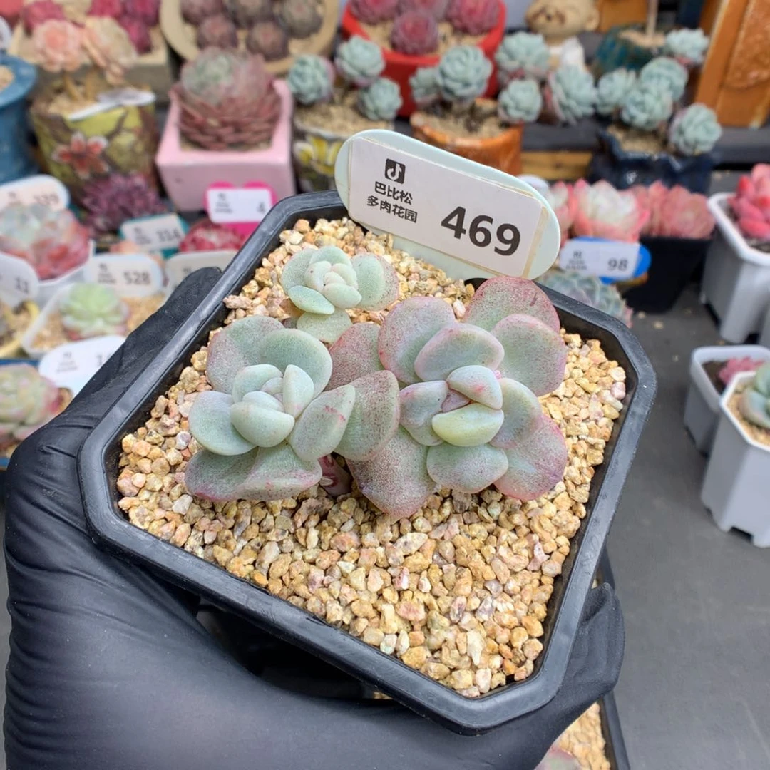 @*豆469冰玉石化多肉
