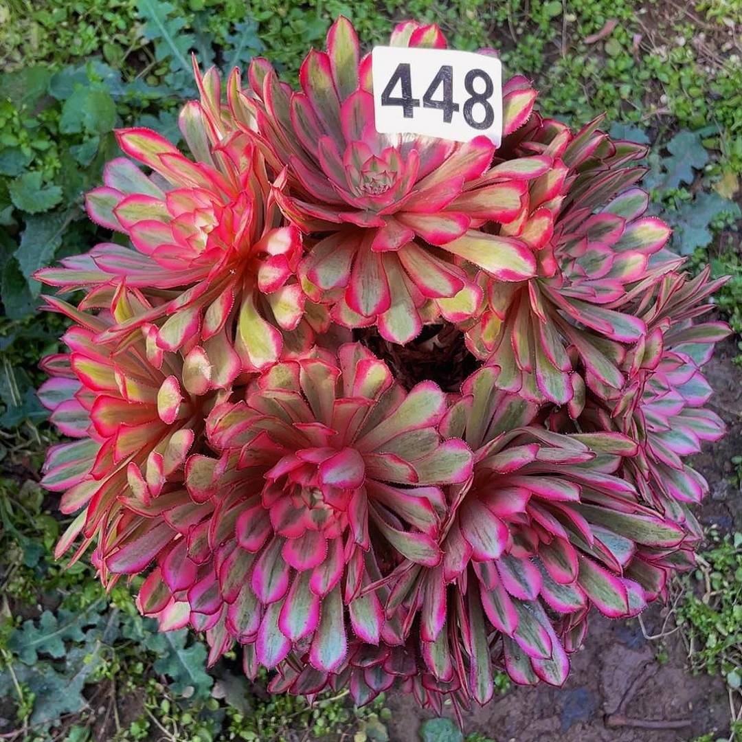 多肉法师448号白月光发货不包损