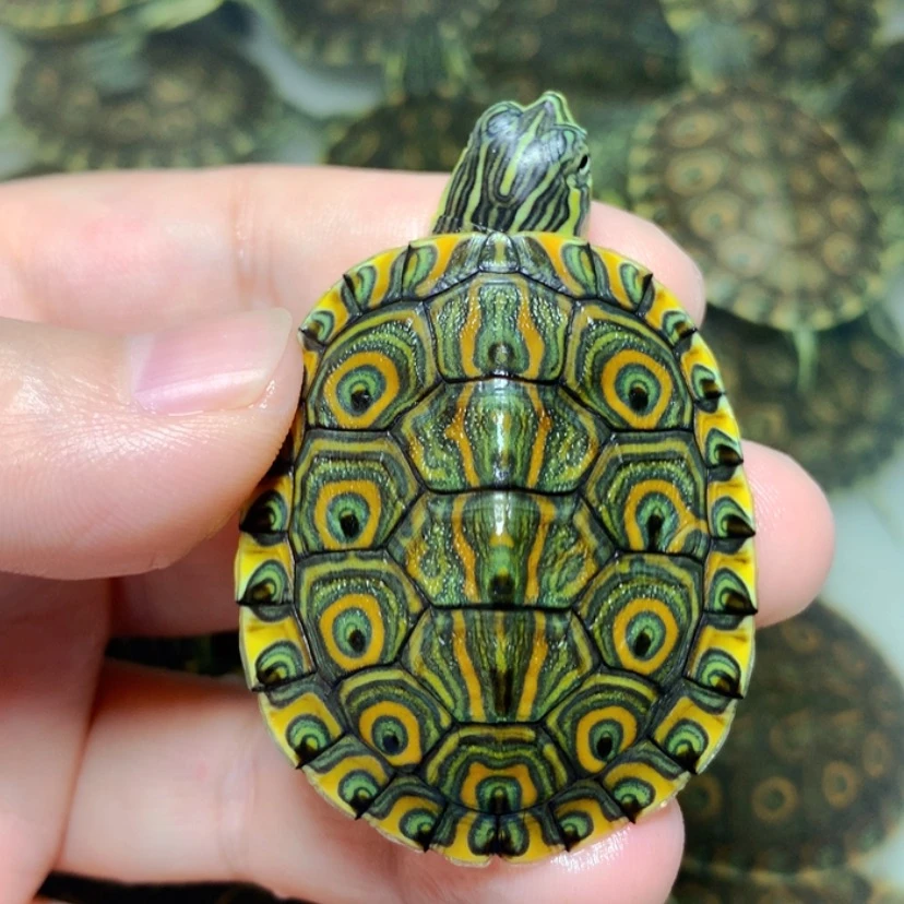【闪购商品】不分公母宠物龟4.4精品