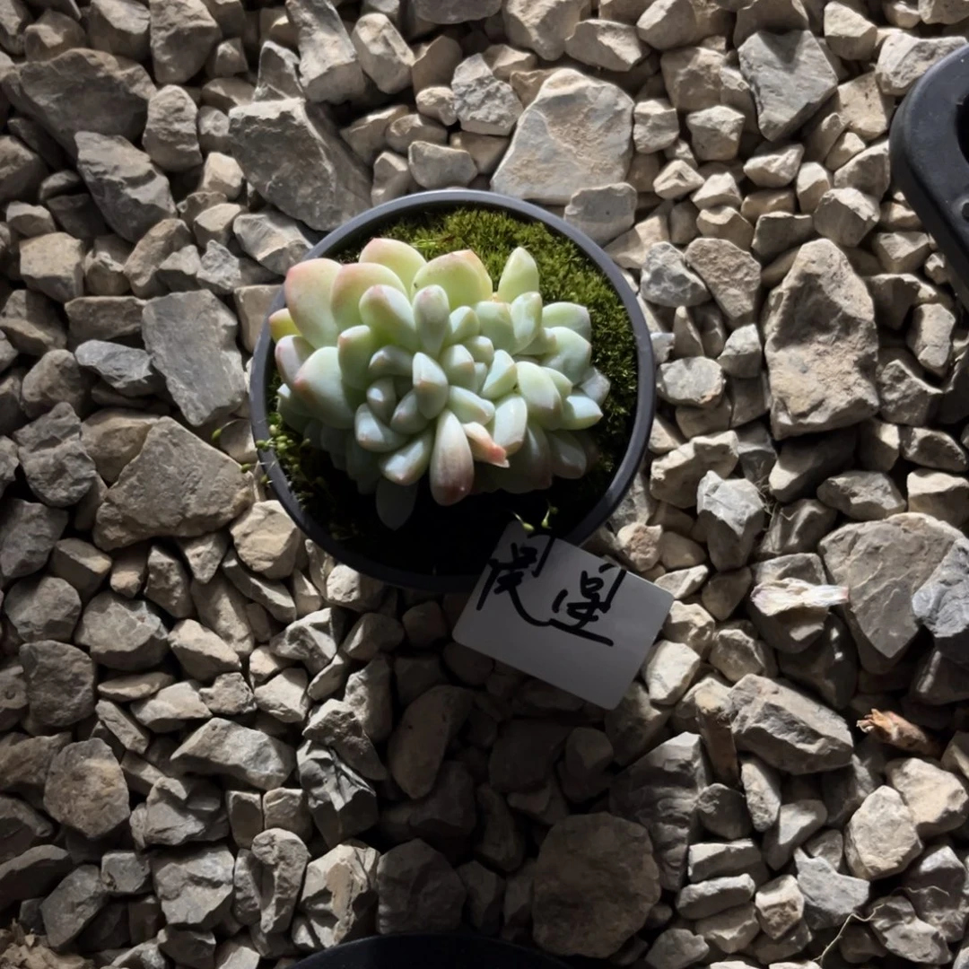 晨星专拍冰玉朵朵