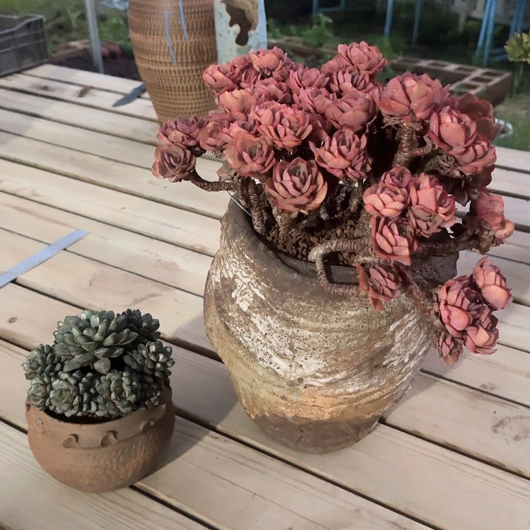 一物一拍多肉（秀妍带盆，葡萄）