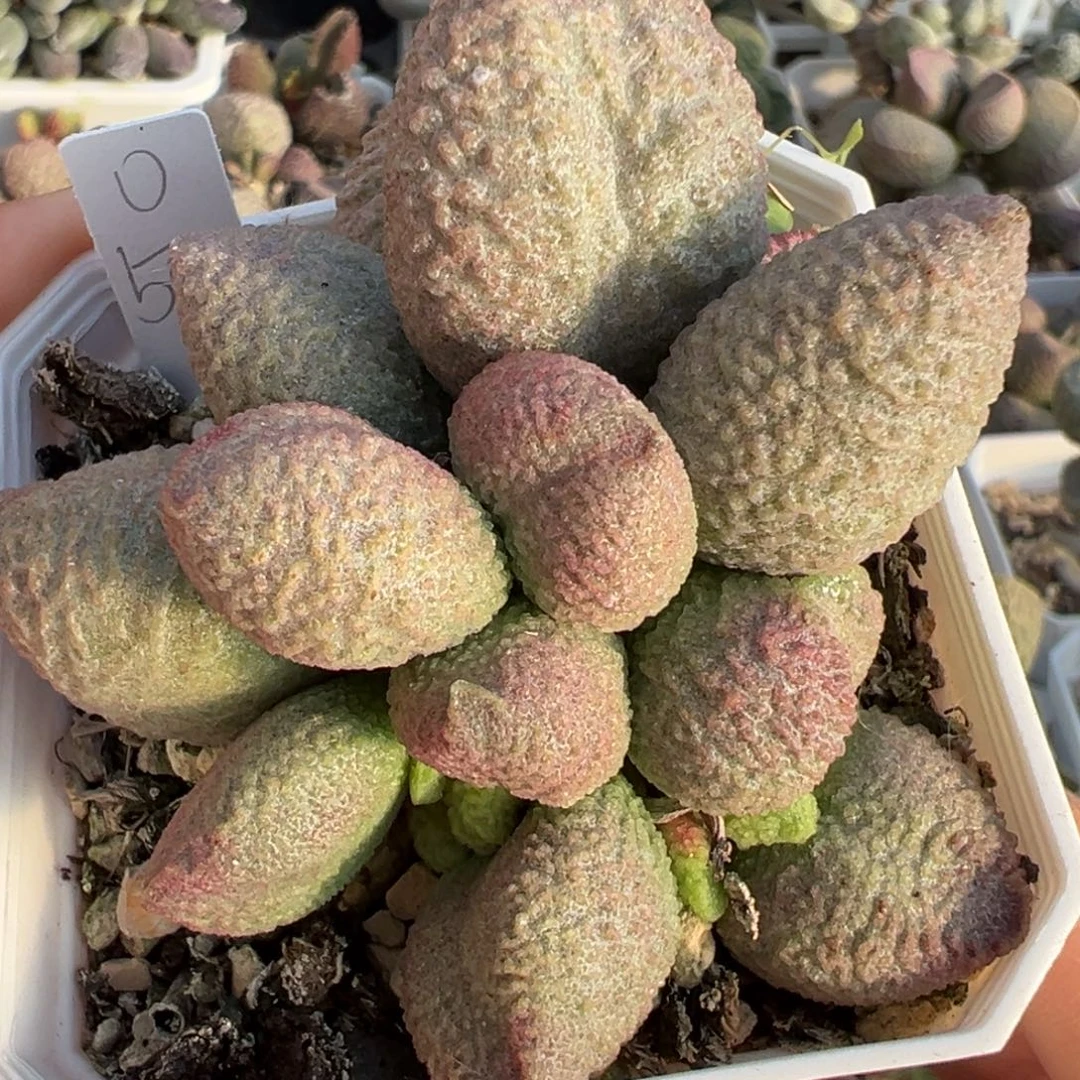 实生新品整颗多肉植物水泡