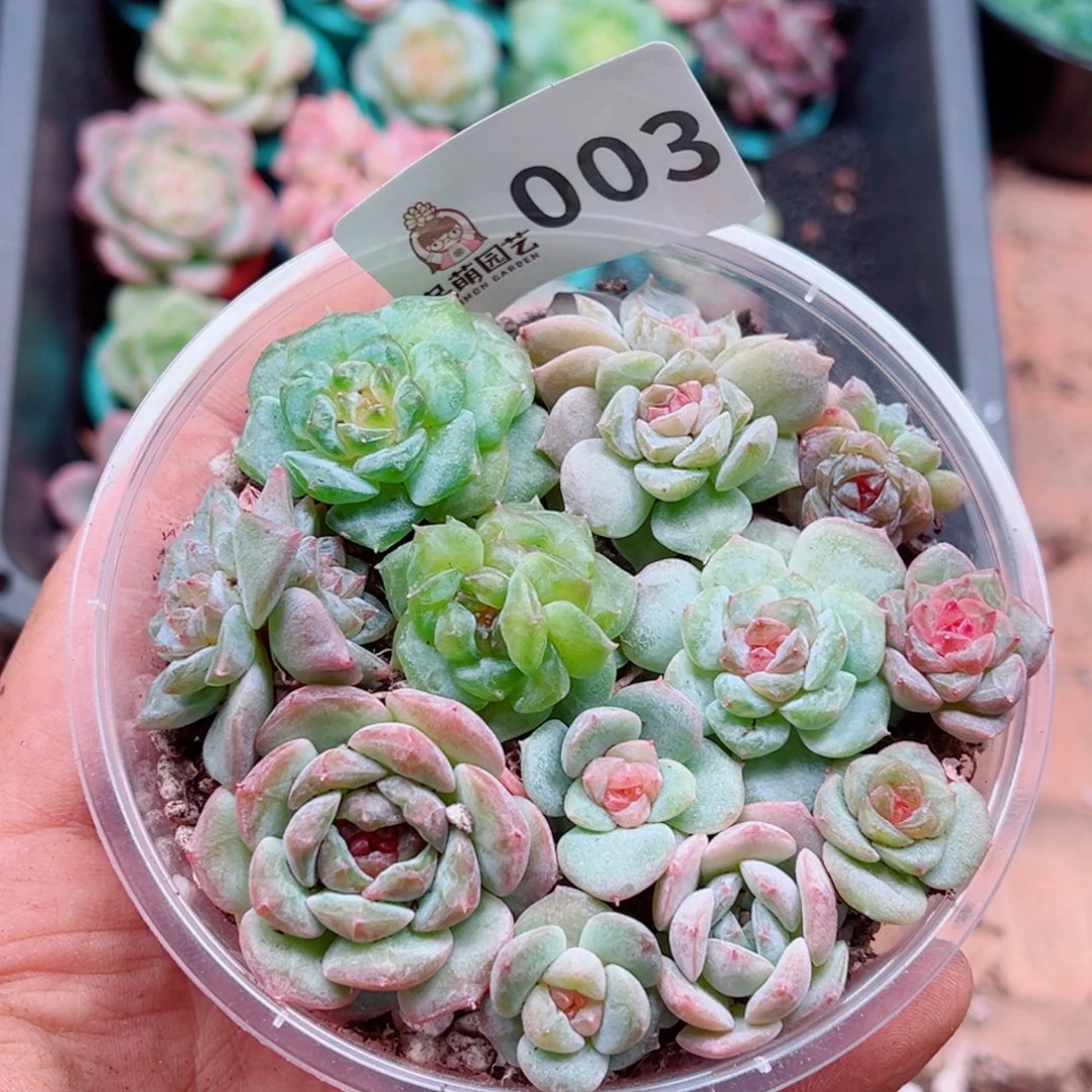 多肉植物多肉植物