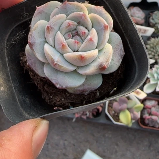 260纯爱多肉植物多