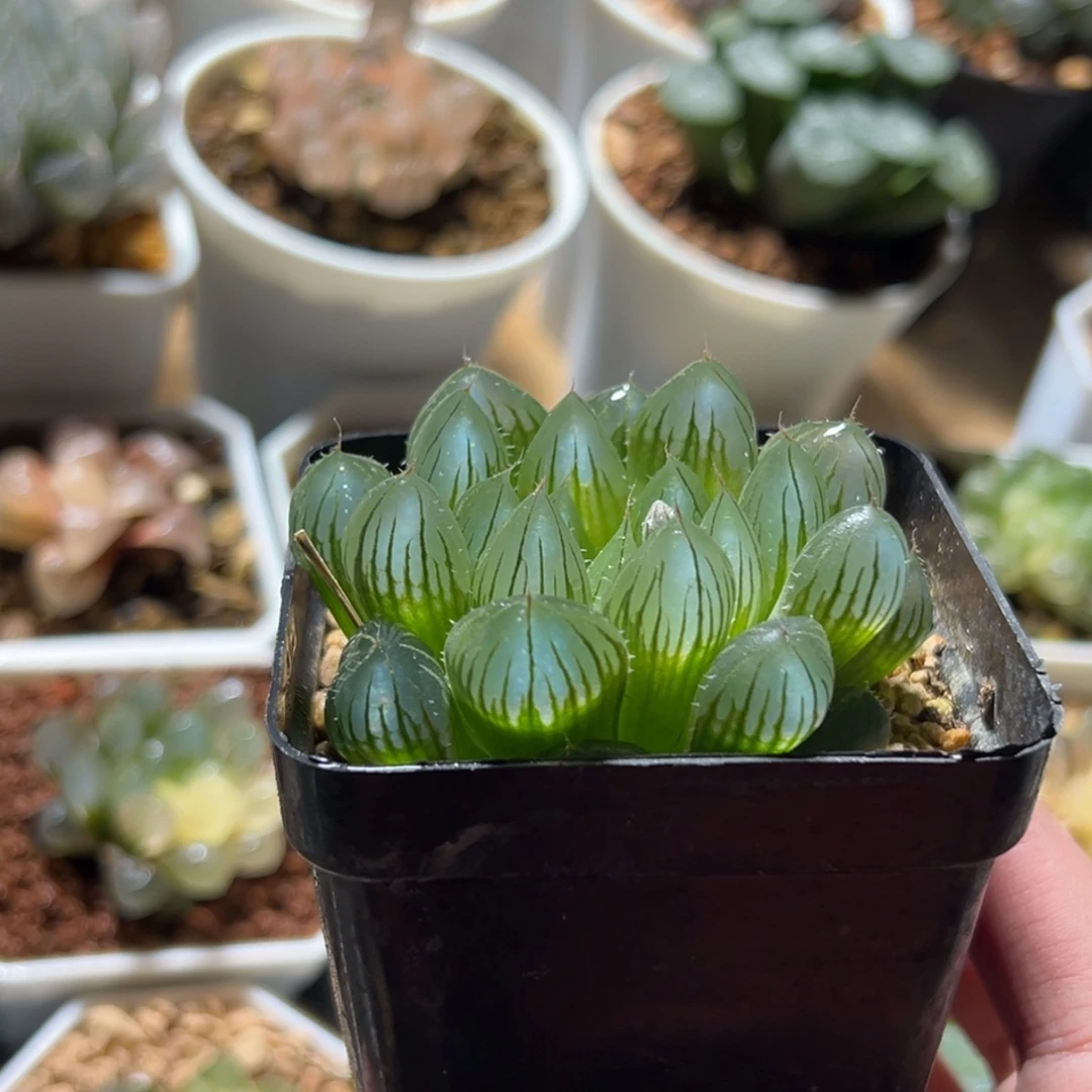 薄皮y4玉露多肉植物