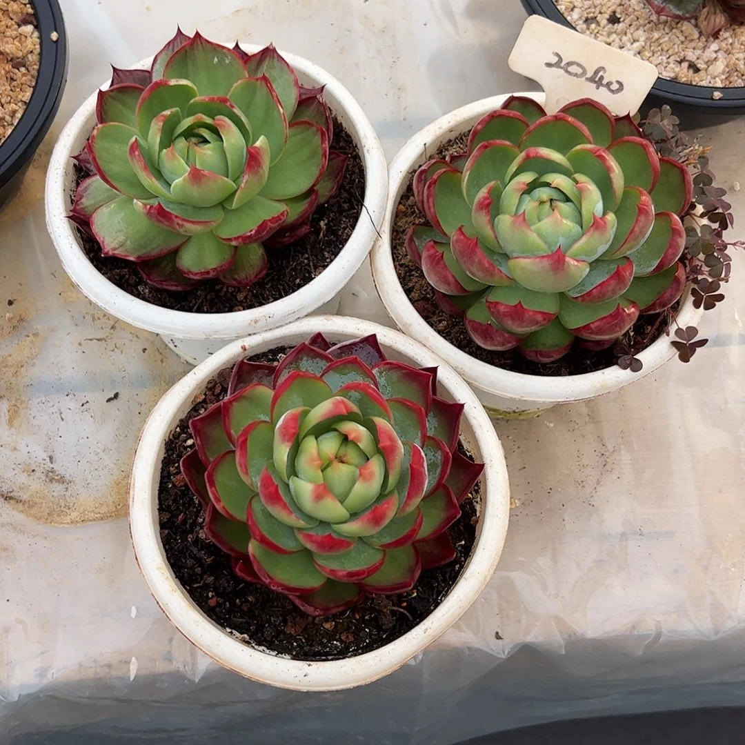 小***舒惊鸿仙子9公分左右三颗2040号