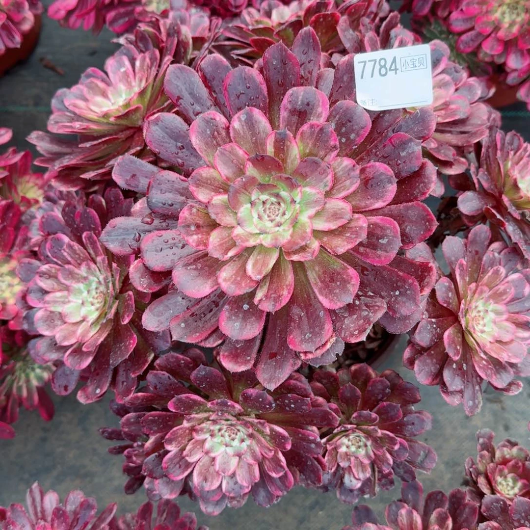 澜***儿7784黑天使多肉多肉