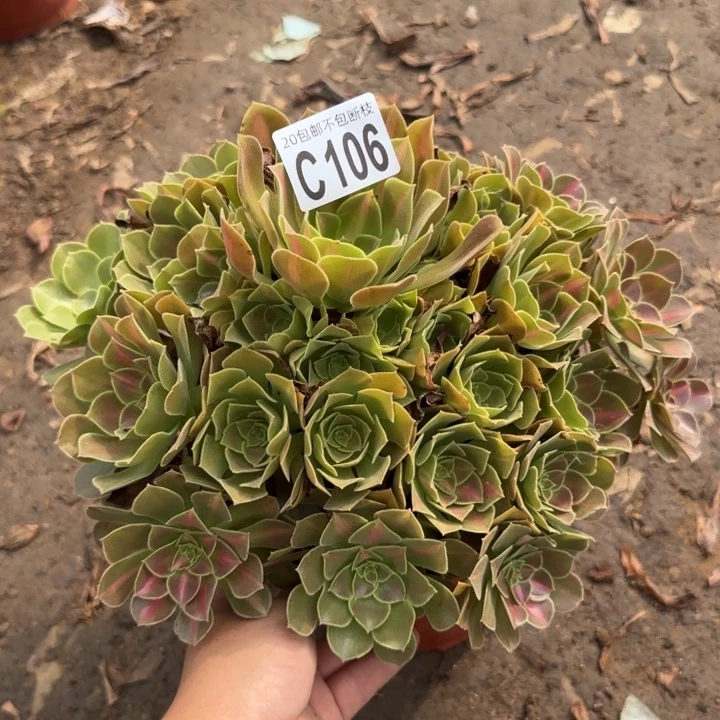女巫中班……多肉植物……