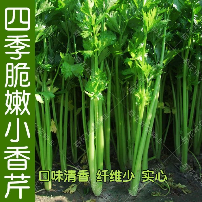 农家自种小香芹东北冷棚新鲜小香芹现摘现发顺丰包邮绿色蔬菜