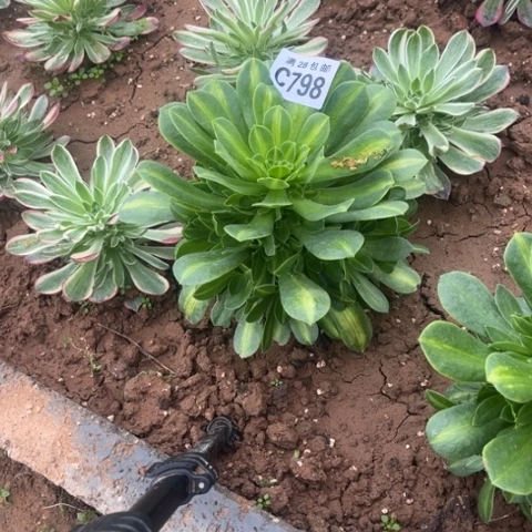 798琉璃翡翠不包断枝