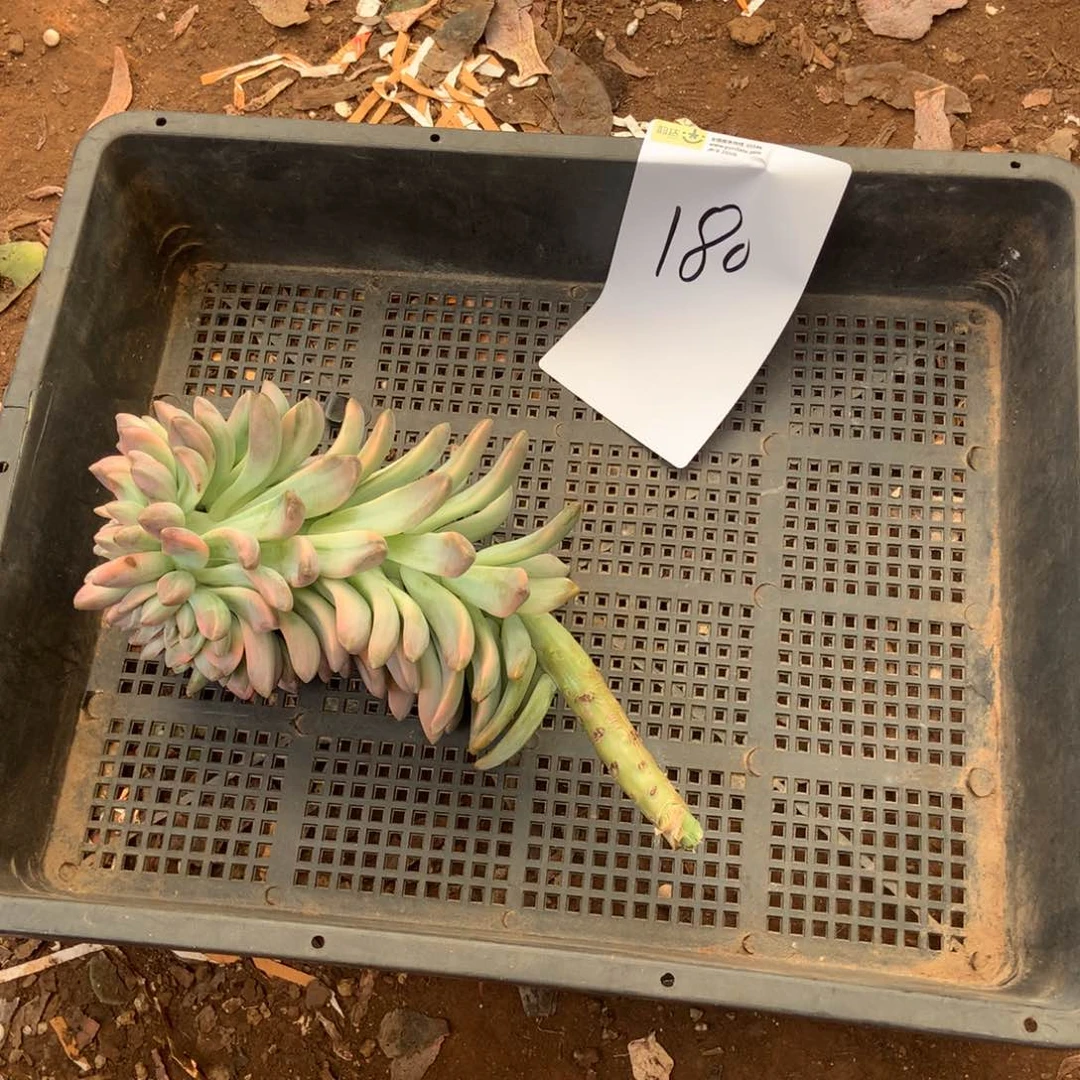 小**?淡雪锦缀180晓晓一物一拍冷链