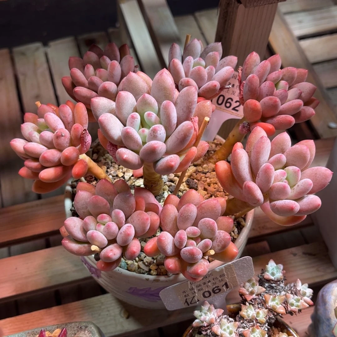 杂交多肉植物duonvnvm