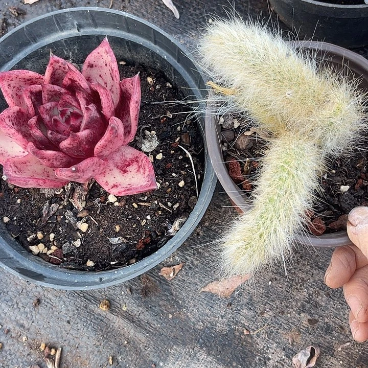 两单包邮，一物一拍