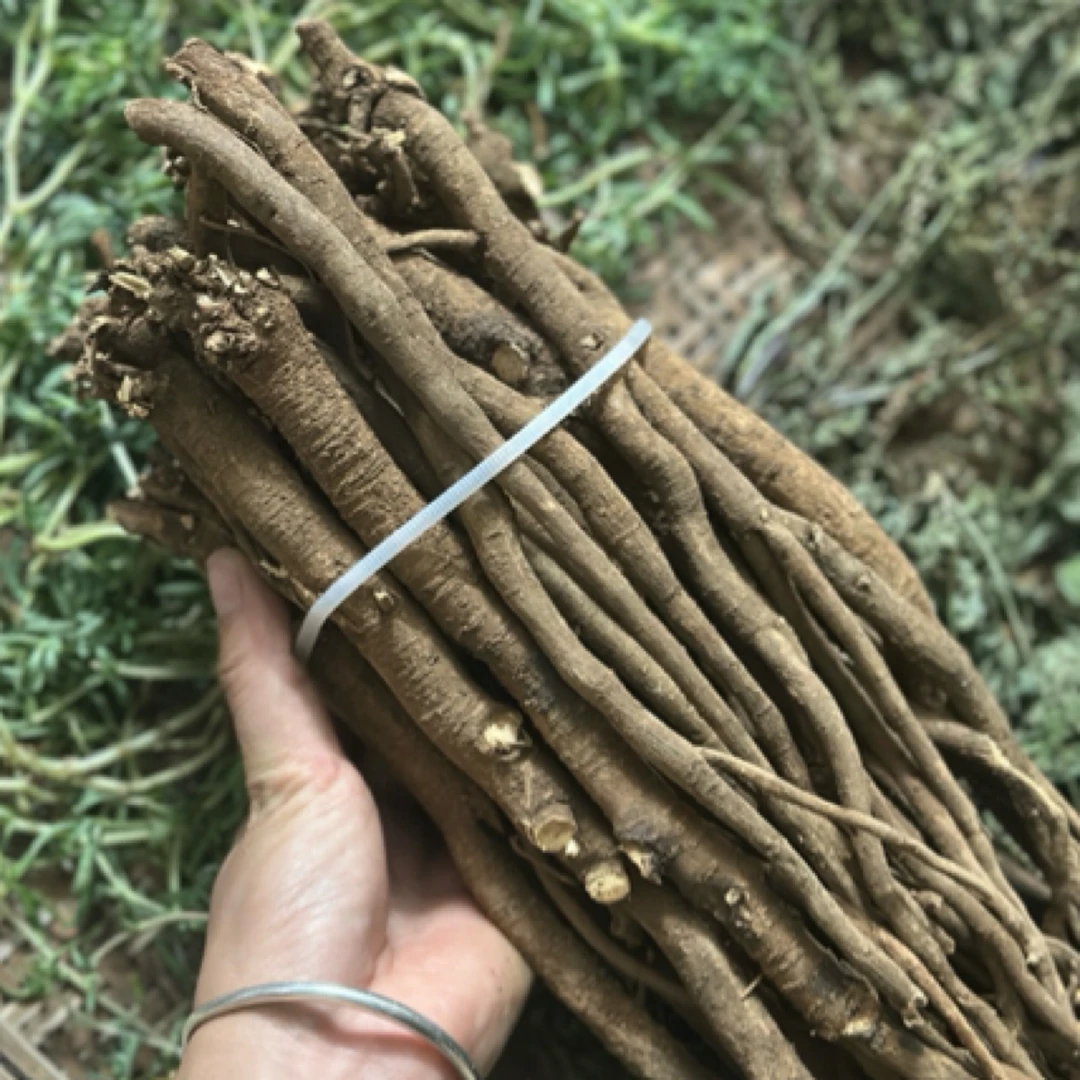 野千斤拔 整条/切段