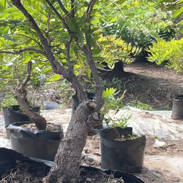 水牛皮（革）树*物超
