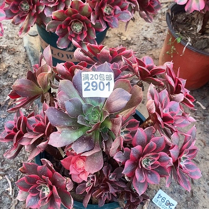 2901 一颗女妖法师