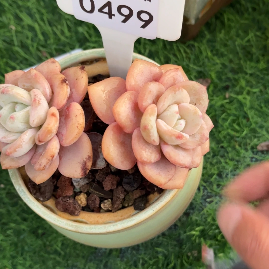 潇***0499不带盆满30包邮