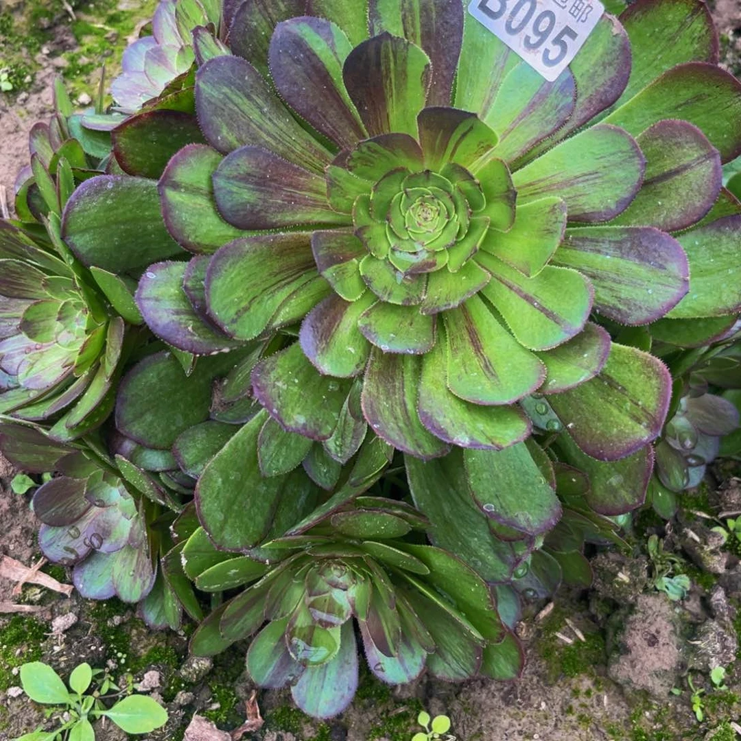 95多肉植物一物一拍