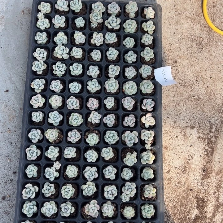 水儿一物一拍专拍