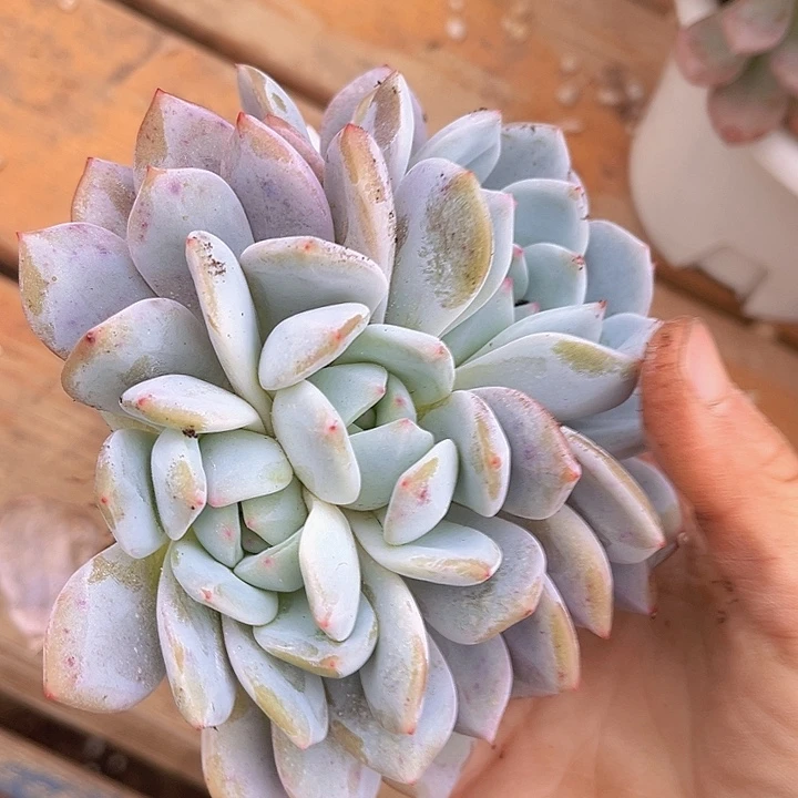 橙梦露19139多肉植物