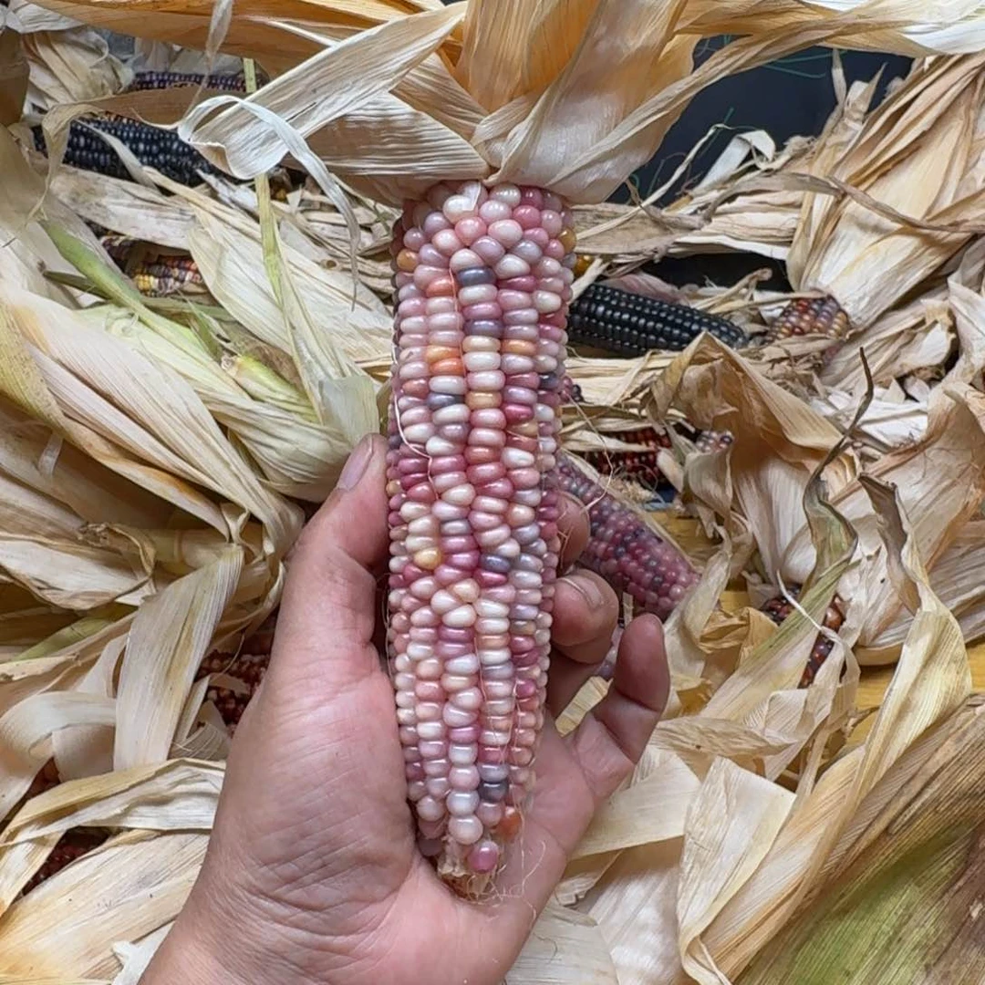****️柏香籽/百香籽吊坠