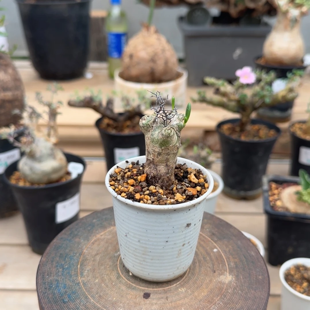 550万物想奇峰锦块根植物