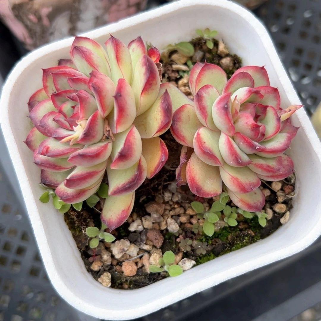 林隐（满38包邮）多肉