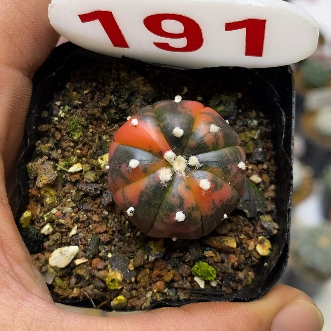 191兜锦福利特价来了