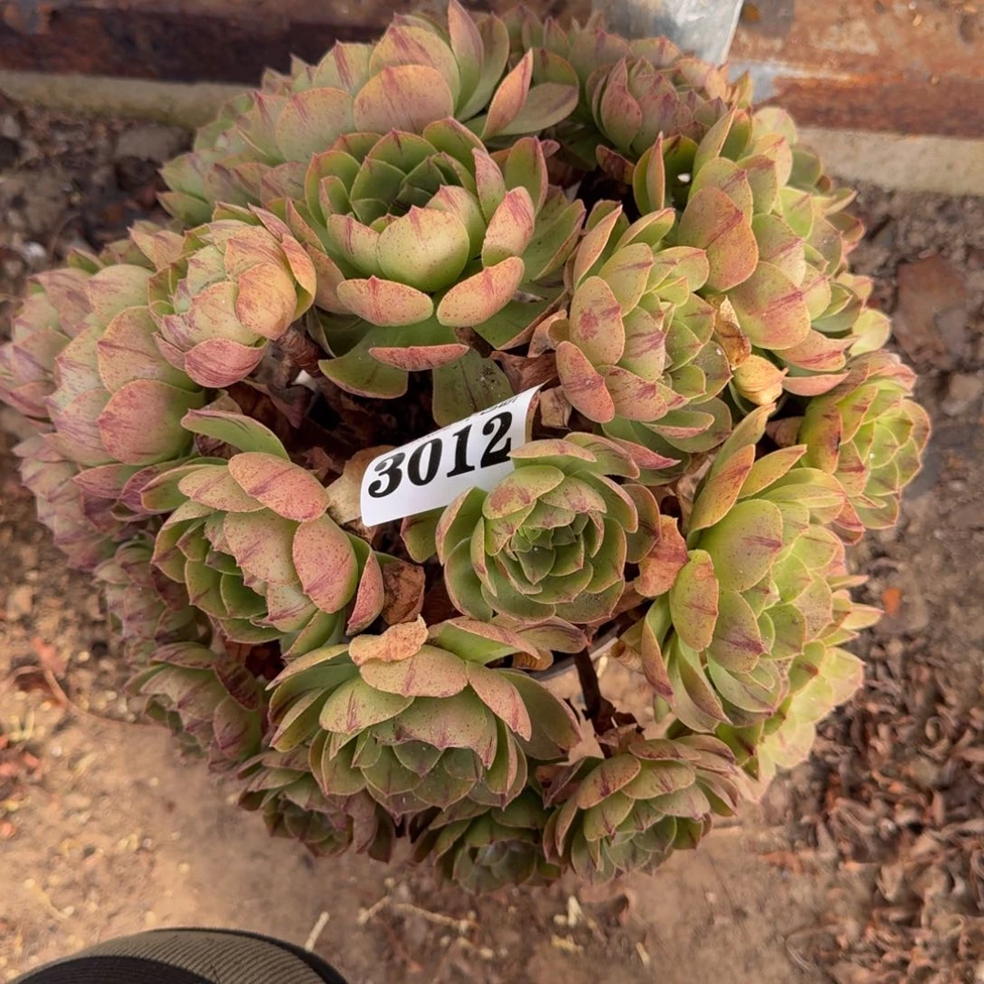 18-10法师万拉丝3012