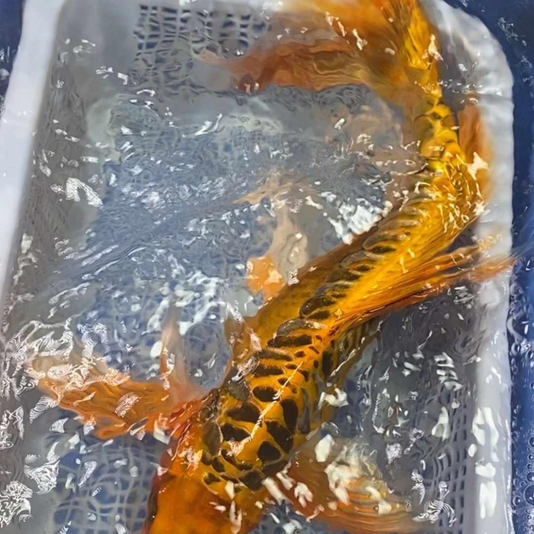 锦鲤冷水锦鲤包邮