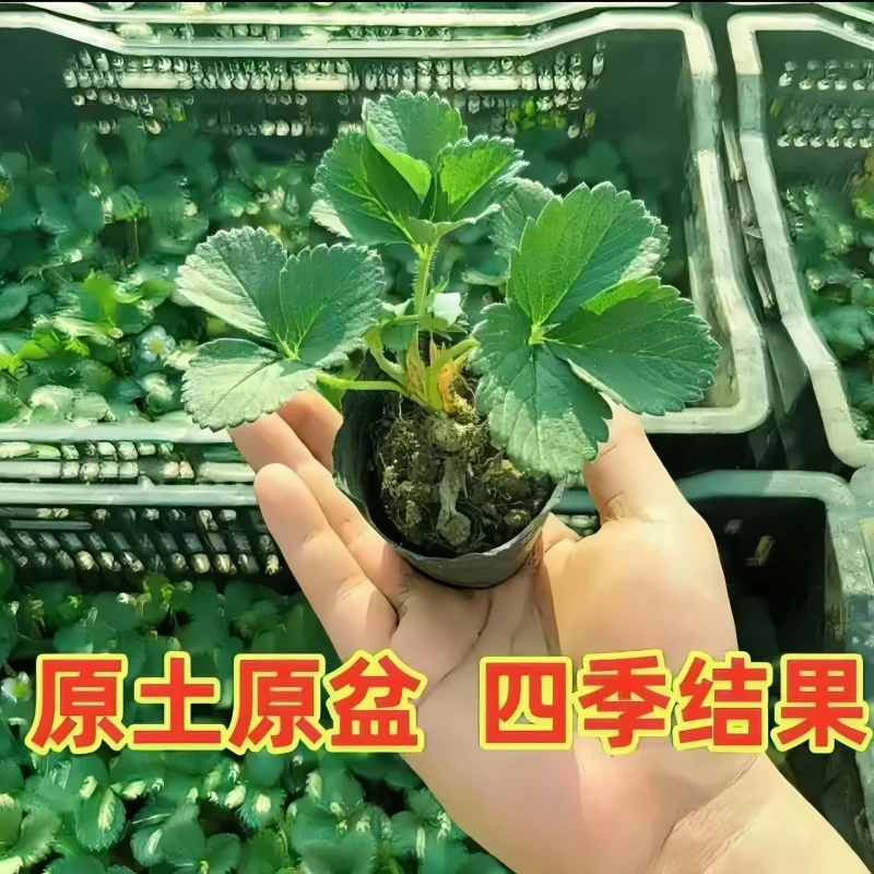 庭院新手培育基地直发草莓苗阳台爆花爆果盆栽大颗高产量【精选】❃