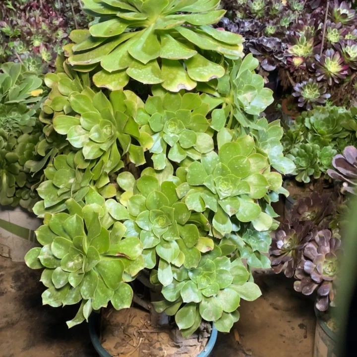 67君美丽多肉植物多肉多肉多肉