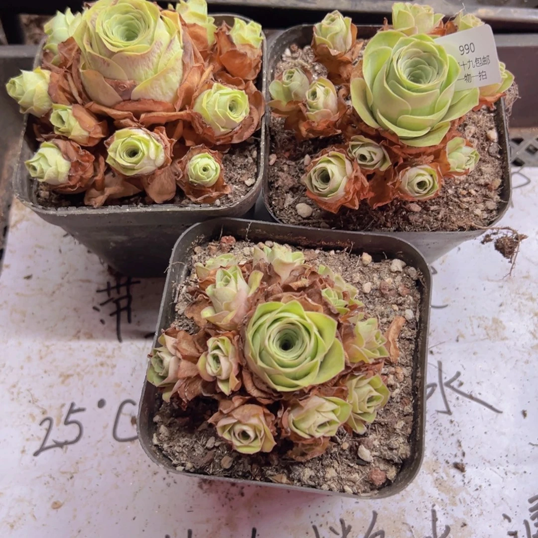 *****990 侧牙掉了不包损无售后