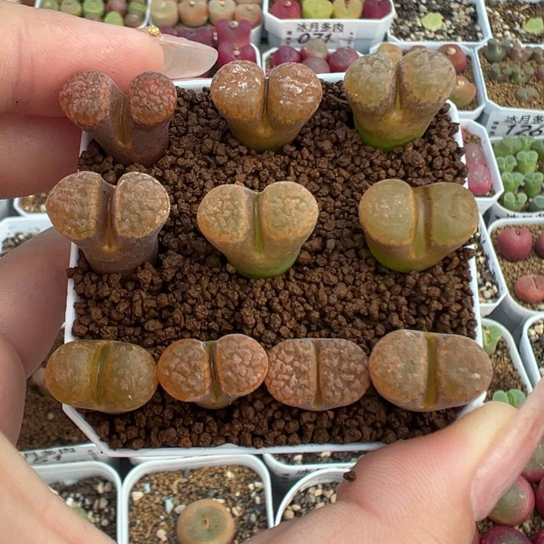 152蛋糕风铃裸根发货