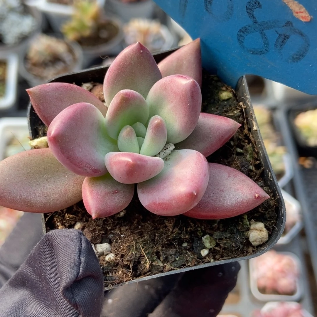 7080赫菲多肉植物保护